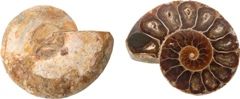 Ammonite fossils