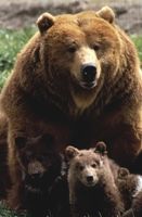 Photo of mother bear with cubs, illustrating protectiveness of parents
