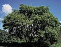 Photo of box elder tree by USDA photographer, public domain photo