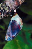 Beautiful butterfly forming inside a cocoon. It must struggle to break out or its wings won't develop enough to fly.