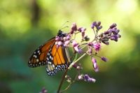 Butterfly in the spring, illustrating the transformations involved in the festival plan of God.