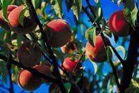 Photo of a fruitful peach tree. We are to produce spiritual fruit.