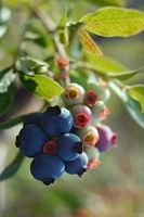 Blueberries ripening at different times illustrate our stages of spiritual growth.