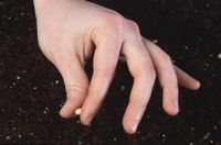 Gardening: photo of planting a seed in good soil.