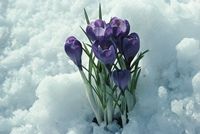 Grow in winter: flowers in the snow.