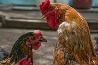 Photo of a hen and rooster illustrating the concept of being henpecked.