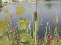 Lake with cattails photo