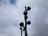 Figs left behind on Nancy Diraison's fig tree.