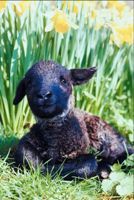 Lost lamb (black sheep).