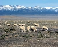 Sheep grazing in Snake Valley, photo from Wikimedia Commons.