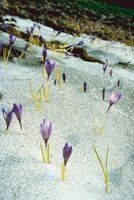 Photo of spring flowers breaking through the snow.