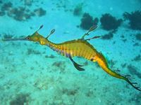 Weedy seadragon