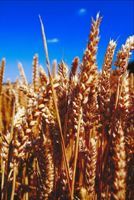Photo of wheat to represent Pentecost and the harvest of firstfruits.