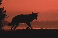 Silhouette of a wolf, illustrating the story of the boy who cried 