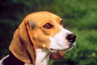 Photo of a beagle to represent the Johnson's dog Snoopy