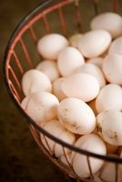 Chores including gathering the eggs.