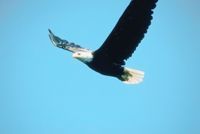 “But those who wait on the LORD shall renew their strength; they shall mount up with wings like eagles.
