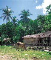 Farm in Fiji