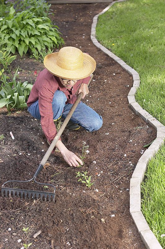 Gardener pulling weeds