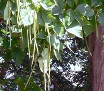 Photo of Northern Catalpa beanpods from Wikimedia Commons