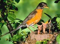 Robin mother and hungry chicks.