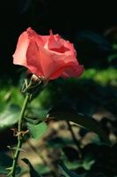 Photo of rose and thorns to illustrate there's no point in complaining about the thorns