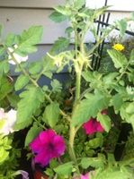 Voluntary tomato plants (sign of God's sense of humor).