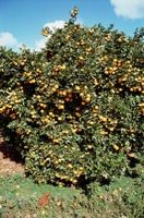Picture of a tree bearing lots of fruit