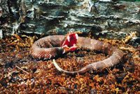 Water moccasin showing its fangs photo